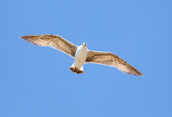 A bird is flying in the sky with its wings spread wide