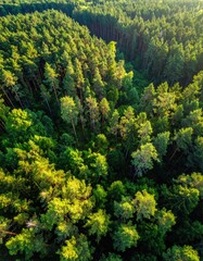 Dense forest canopy from above