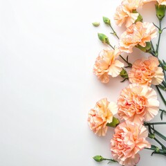 Delicate peach carnations arranged on a white background
