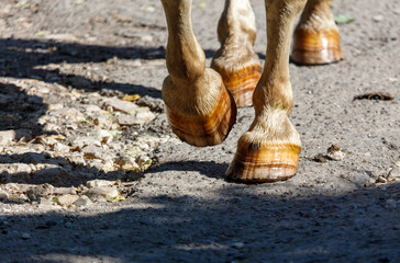 A horse's hooves are brown and have a white spot