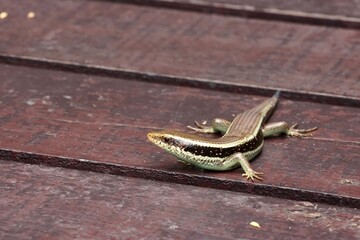 East Indian brown mabuya or Common sun skink (Eutropis multifasciata) on ground