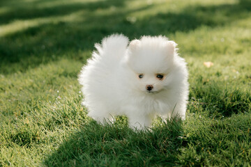 White Pomeranian puppy on grass outdoors