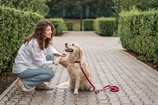 Woman training golden retriever dog in park. Paw give command.