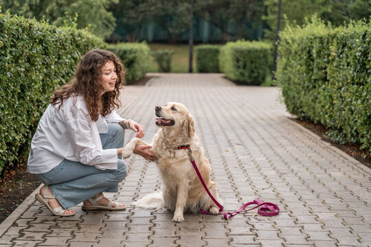 Woman training golden retriever dog in park. Paw give command.