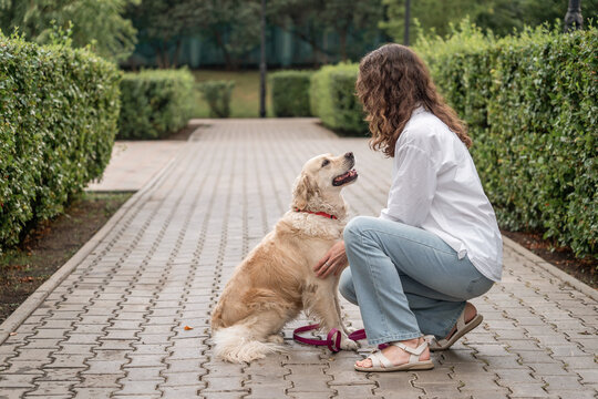 Woman training golden retriever dog in park. Paw give command.