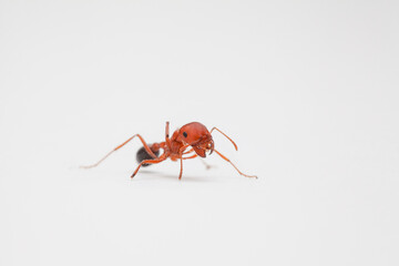 Close-up portrait of a worker ant on solid white backdrop