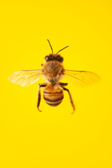 Overhead looking down on honey bee against yellow