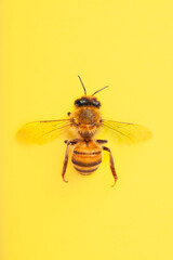 Overhead looking down on honey bee against pale yellow