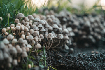 Forest Fungi Cluster in summer forest 