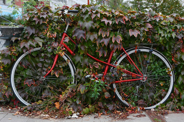 An abandoned old bicycle in the bushes.
