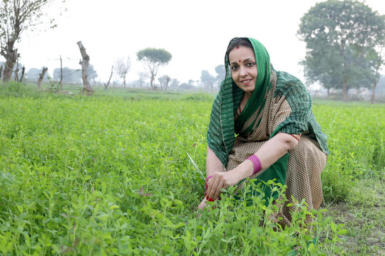 Indian rural woman farmer working in green agriculture field, female pick leaves, harvesting, village life. copyspace. Indian rural woman working in agriculture fiend.