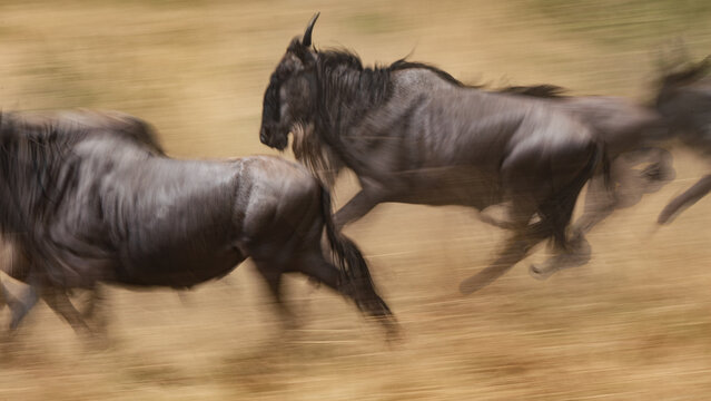 Running wildebeest