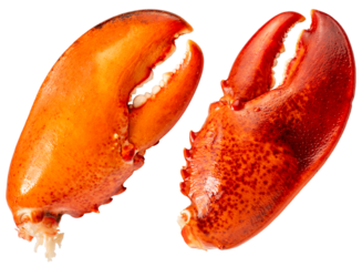 Boiled Lobster claw isolated on white background, Cooked Lobster claw on white PNG file.
