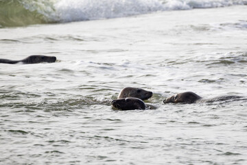 Eierland, De Cocksdorp, Texel, The Netherlands, Oktober 28th, 2024, A scene shows playful sea...