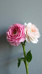 Fototapeta premium Delicate pink & white ranunculus bouquet against a grey textured wall , closeup, ranunculus