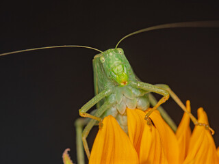 Bush cricket close-up on sunflower
