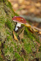 Close-up of a dark red mushroom cap. Russula vinos, top, wine-red mushroom, on moss, on a tree, in the forest. Red mushroom cap on tree bark,  floor floor