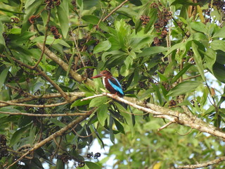 White-throated kingfisher (Halycon smyrnensis) perched on a tree