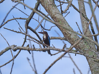 White-throated kingfisher (Halycon smyrnensis) perched on a tree