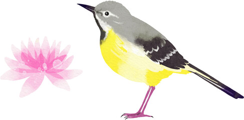 キセキレイと睡蓮のイラスト素材