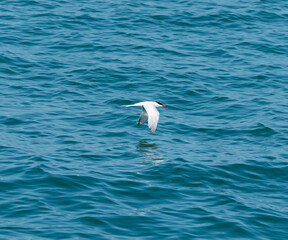 Common Tern (Sterna hirundo) Flying Low To Lake Michigan Water