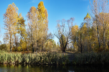 Beautiful rural landscape at Autumn. The surface of the water against the background of trees and a blue sky on a sunny perfect day. The bright colors of fall