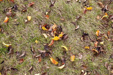 Autumn leaves on grass. The bright colors of fall. Blurred image, selective focus