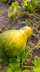 Green and yellow pumpkin with green leaves on a field in summer
