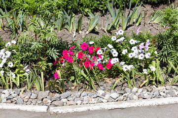 Petunia, pink and white Petunias in open ground. Lush blooming colorful common garden petunias in city park. Family name Solanaceae, Scientific name Petunia