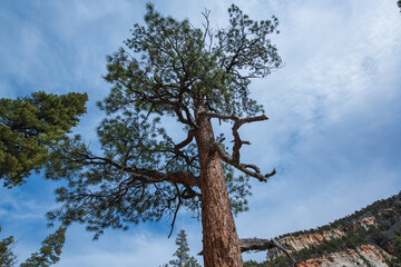 Looking up at tree crowns against a clear blue sky, showing lush foliage and natural beauty from a low-angle perspective, perfect for nature and background concepts.