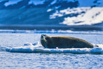 Obraz premium Bearded seal on a ice floe in arctic