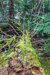 Fallen spruce tree covered with green moss in a woodland
