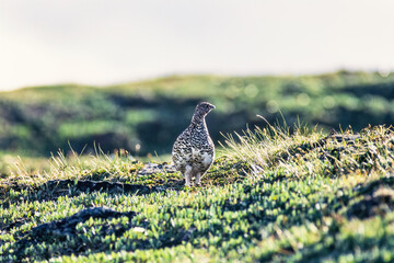 White-tailed ptarmigan female bird on a mountain meadow