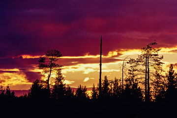 Tree silhouettes in a beautiful sunset