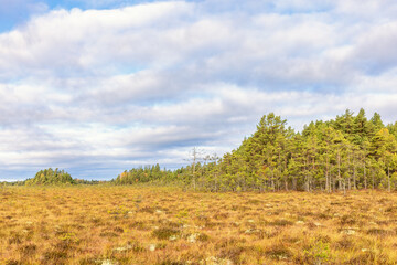 Bog landscape with a grove of pine trees