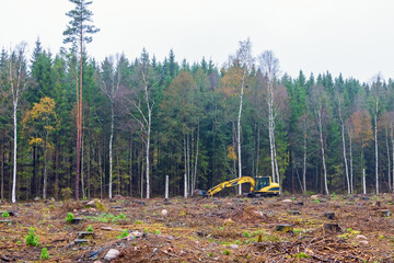 Excavator on a clearcutting by the forest edge