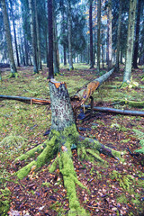 Wind snapped tree after a storm in a forest