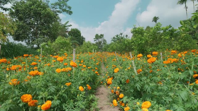 Field of growing bright orange blooming flowers. Tagetes erecta or marigold plantation.