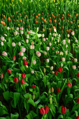 Colorful Tulips field in winter or spring,field of tulips in full bloom with various colors like pink, purple, yellow in the garden and pathway,tulip designs card.