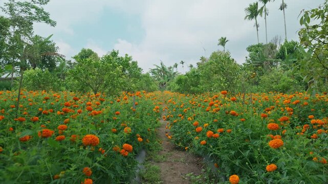 Field of growing bright orange blooming flowers. Tagetes erecta or marigold plantation.