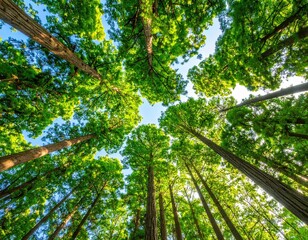 Fototapeta premium Lush green forest canopy viewed from below (1)