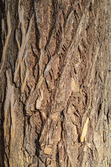 Tree trunk bark macro texture. Natural macro of tree trunk bark with organic rugged pattern, perfect for background use.