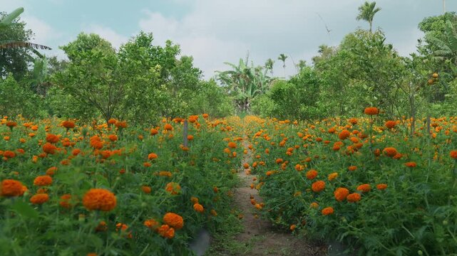 Field of growing bright orange blooming flowers. Tagetes erecta or marigold plantation.