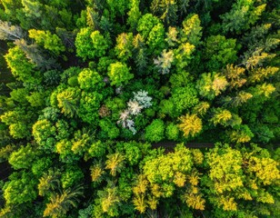 Verdant forest canopy seen from above