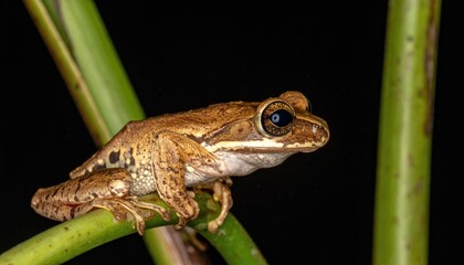 Close-up of a small frog on plant stalks