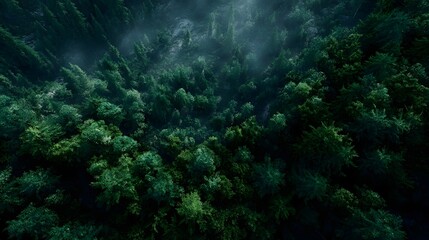 Fototapeta premium Aerial perspective of a dense dark green evergreen forest canopy shrouded in atmospheric mist on a rugged mountain slope