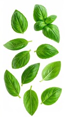 Fresh basil leaves arranged on white background
