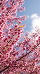 Beautiful Pink Cherry Blossoms in Spring.