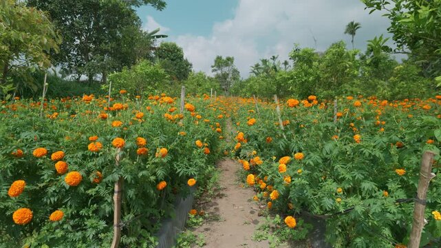 Field of growing bright orange blooming flowers. Tagetes erecta or marigold plantation.