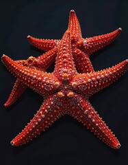 Red starfish cluster on dark background